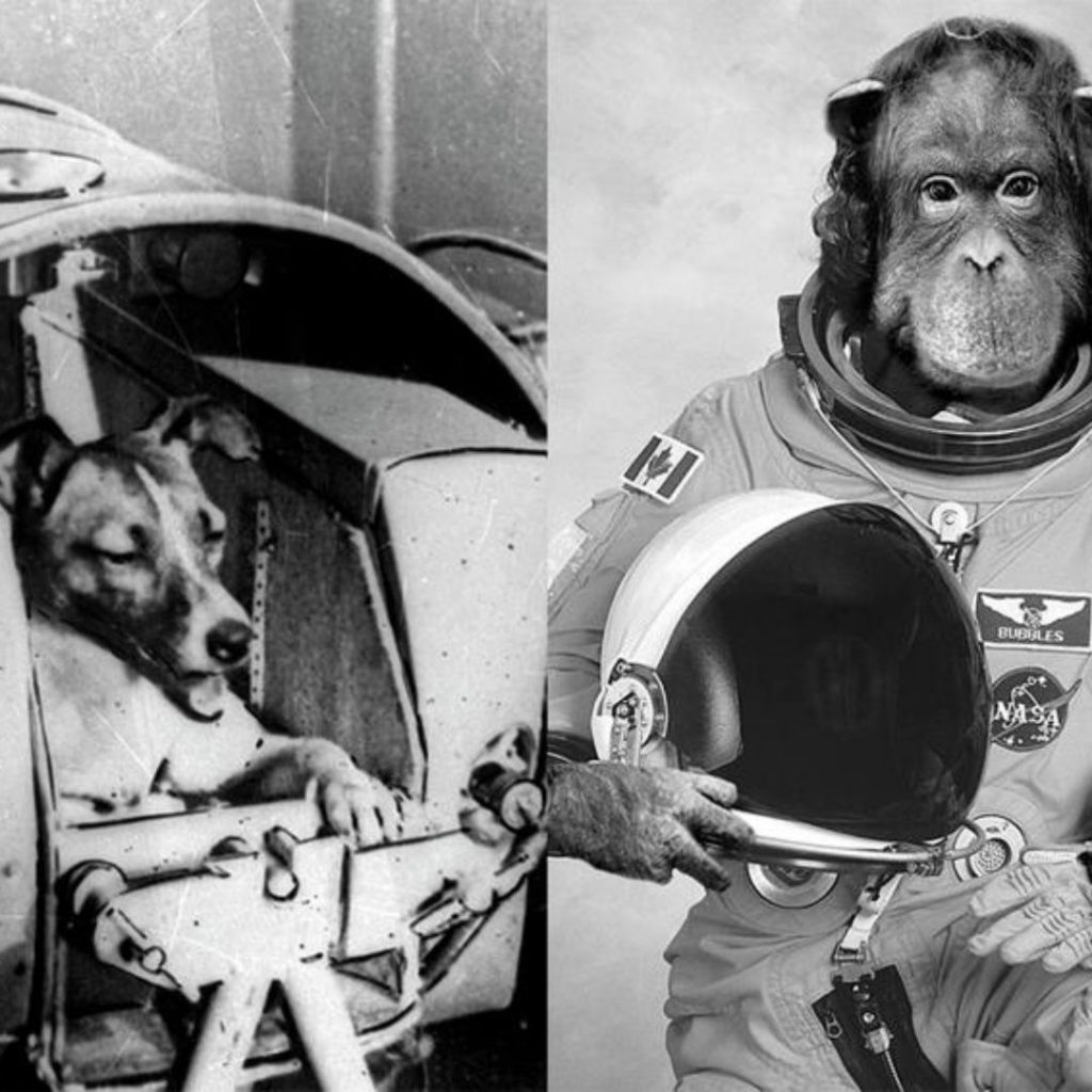 ¿Por qué los perros fueron enviados al espacio primero en la URSS y los monos en los EE. UU.?