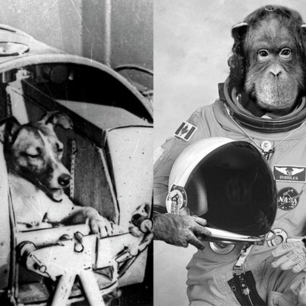 ¿Por qué los perros fueron enviados al espacio primero en la URSS y los monos en los EE. UU.?