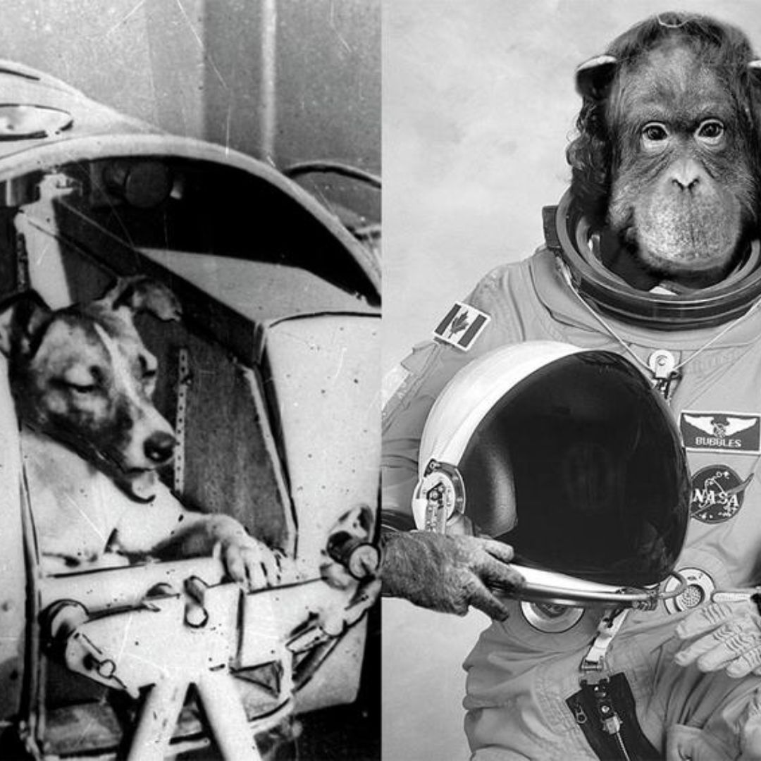 ¿Por qué los perros fueron enviados al espacio primero en la URSS y los monos en los EE. UU.?