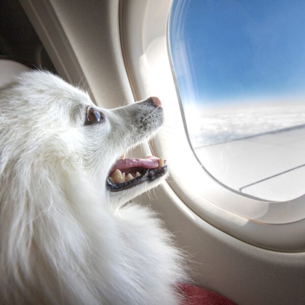 Cómo viajar con animales en el avión